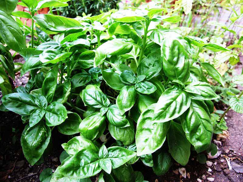 Basil Ambient Scent