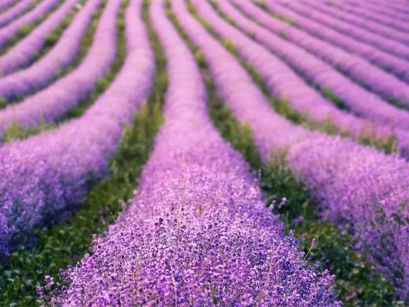 Flowers profumo tessuti spray  Ecologico e Naturale Profumazione Lavanda