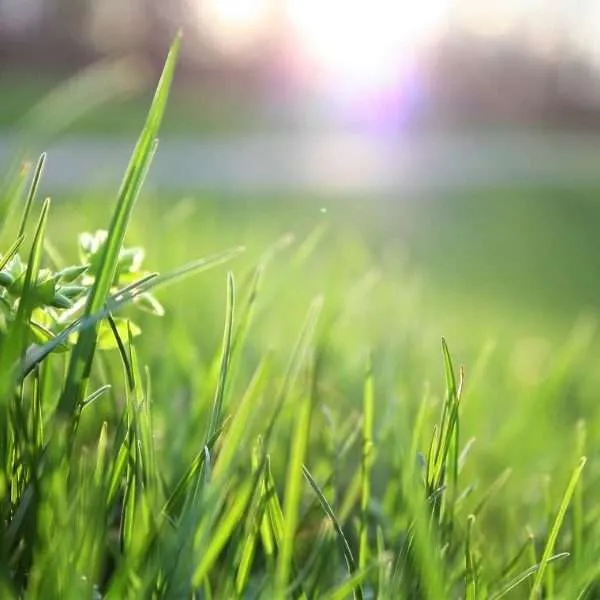 Profumo ambiente Erba bagnata, fragranza per ambienti, deodorante ambienti, marketing olfattivo